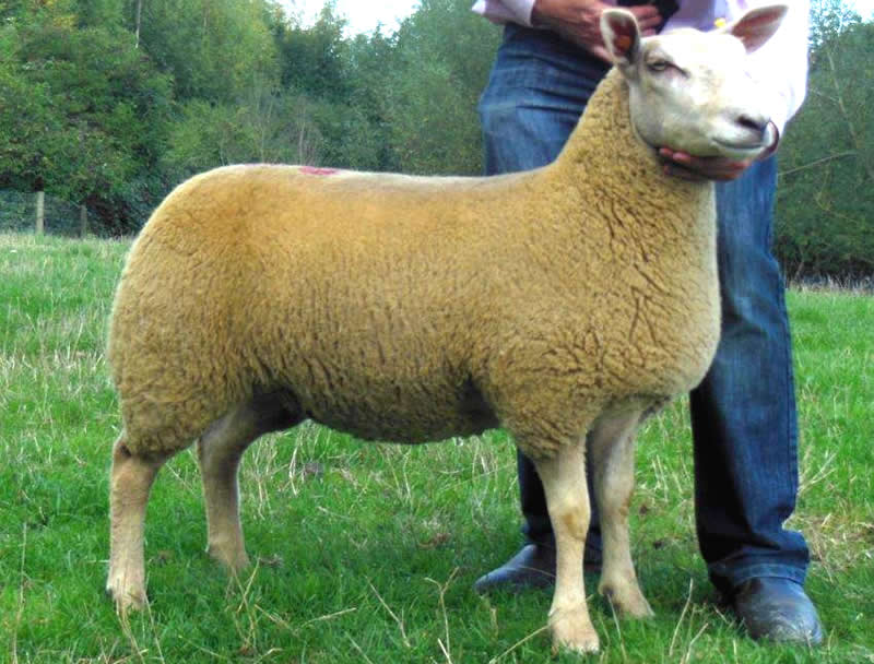 Edstaston Nula 13TG000250 Edstaston Nula 13TG000250o